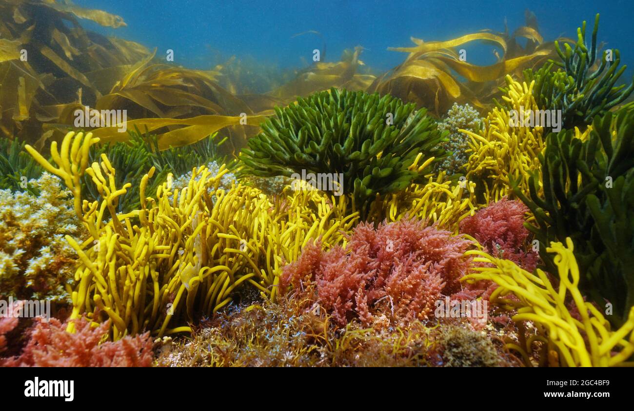 Varie alghe marine colorate sott'acqua sul fondo dell'oceano, Atlantico orientale, Spagna, Galizia Foto Stock