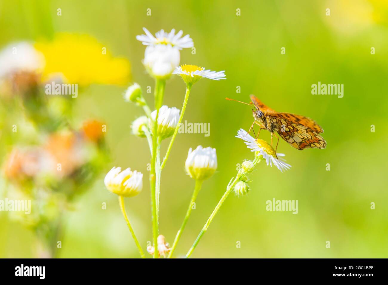 Melitaea didyma, Red-band fritillary o spotted farfalla fritillary che si nutrono di fiori in un colorato prato verde Foto Stock