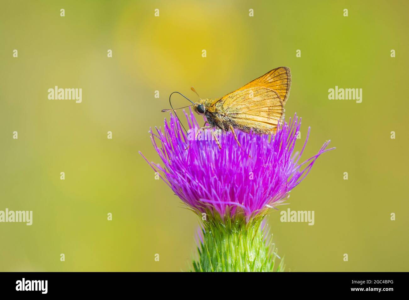 Primo piano di un grande skipper Ochlodes sylvanus butterfly su un viola fiori di cardo bere il nettare. Foto Stock