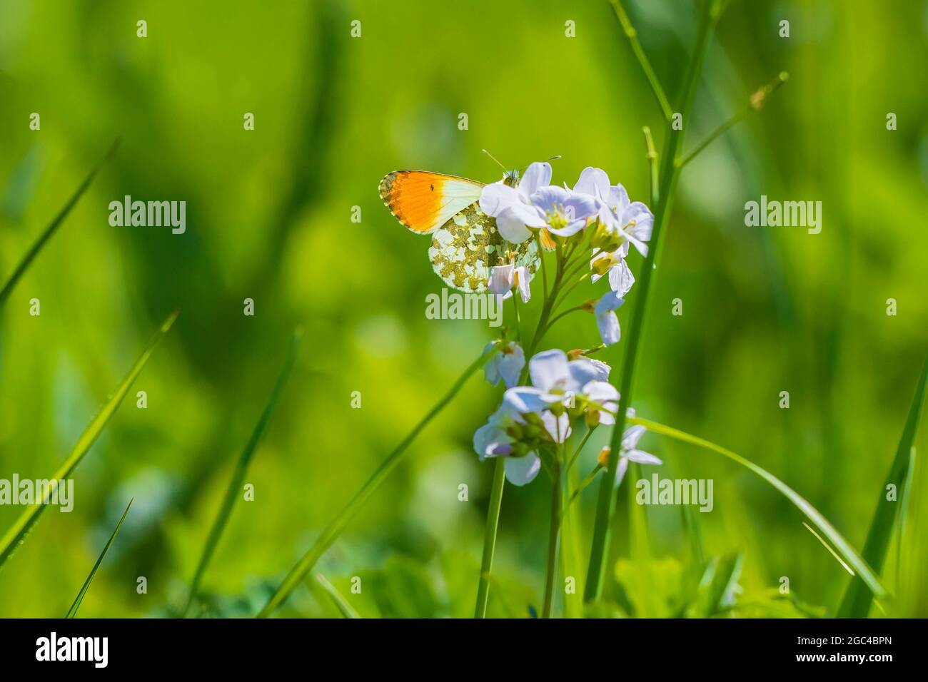 Anthocharis cardamines arancione punta farfalla maschile riposante in luce solare vista dall'alto con le ali aperte. Foto Stock