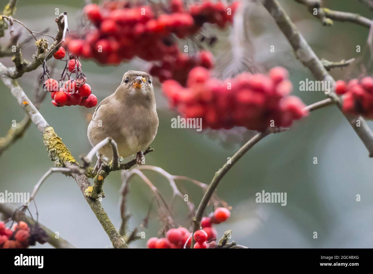 Primo piano di una femmina di fringuello, Fringilla coelebs, arroccato in una struttura ad albero Foto Stock