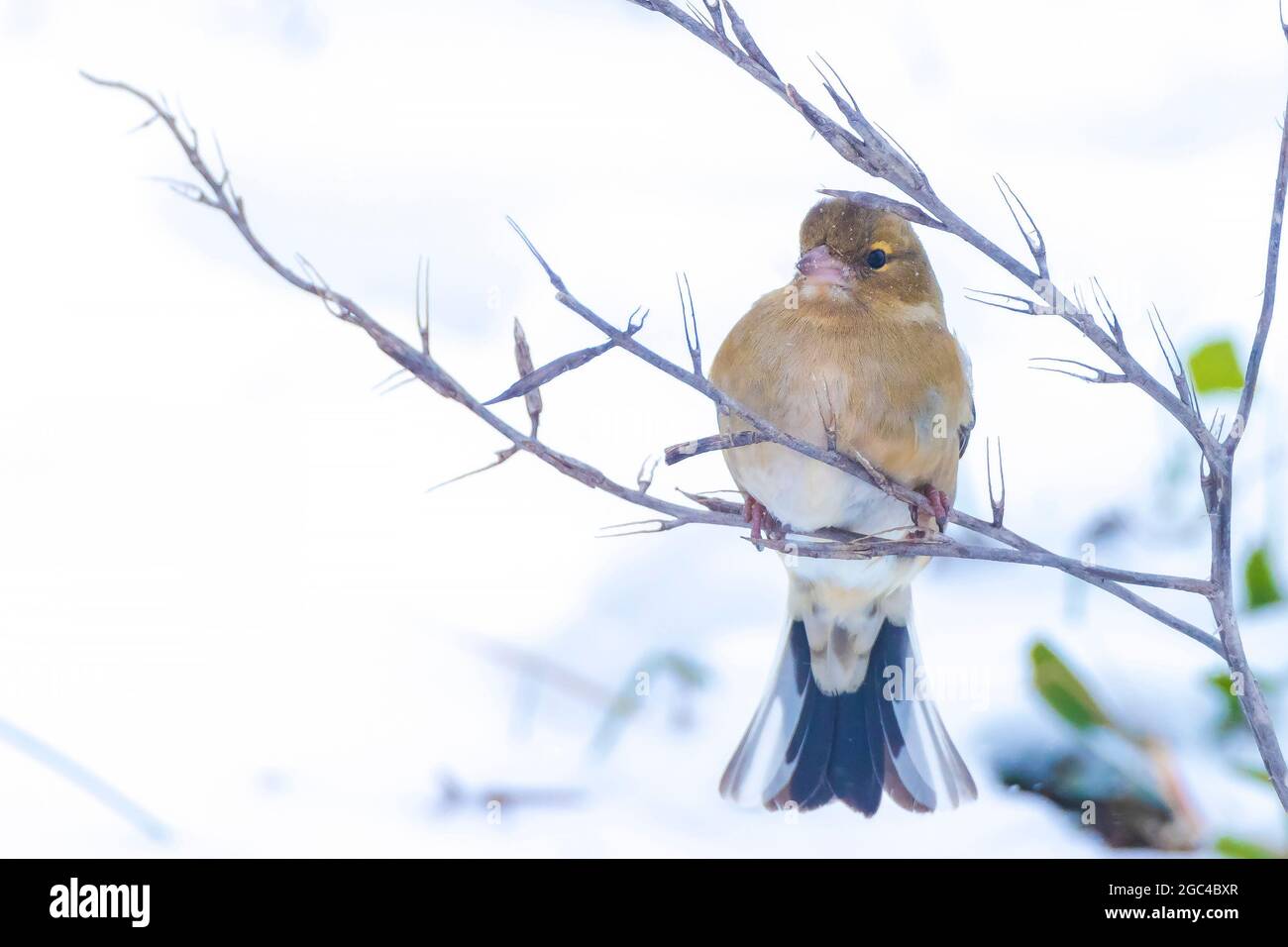 Closeup di un uccello di chaffinch femminile, coelebs di Fringilla, foraging nella neve, impostazione invernale bella fredda Foto Stock