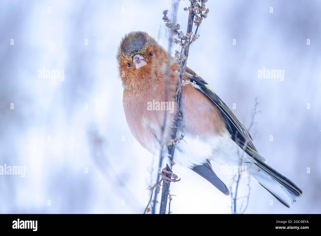 Closeup di un maschio chaffinch, Fringilla coelebs, foraging in neve, bella fredda impostazione invernale Foto Stock