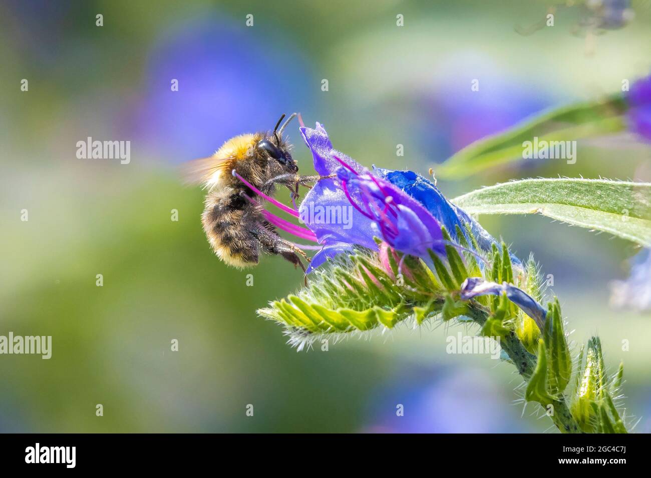 Primo piano di una carda comune bee, Bombus pascuorum, alimentando il nettare di un viola butterfly bush (Buddleia davidii) Foto Stock