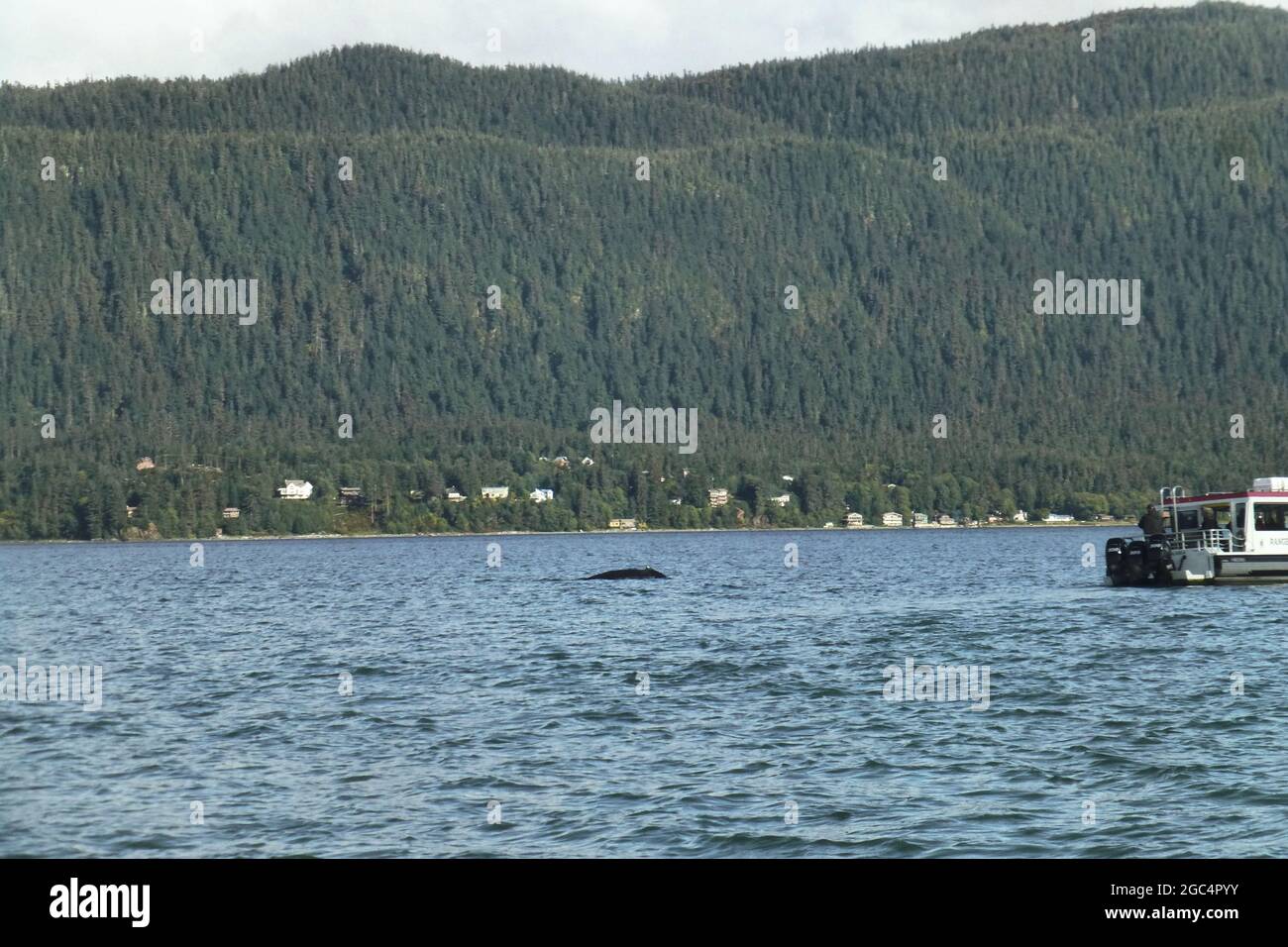 Avvistamento di balene in Alaska animali e pesci le persone guardano case di cielo pesci d'acqua alberi di pesca pini paesaggio fuori barca Foto Stock