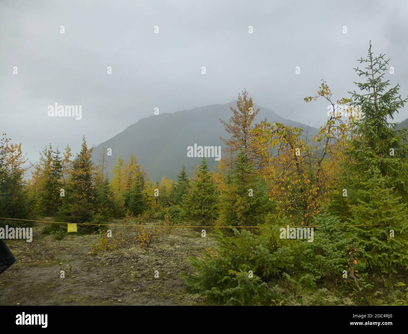 foresta e montagna in Alaska Foto Stock