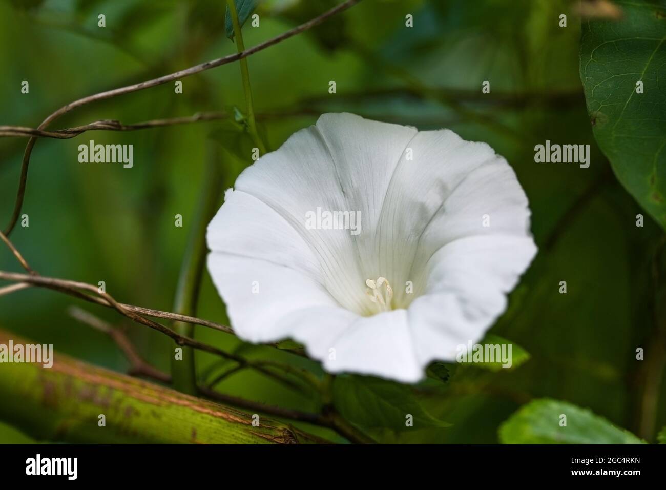 Calice della siepe bindweed (Calistegia sepium) persistente erbaccia perenne che gemella intorno ad altre piante ma fiorisce con bellissimi fiori bianchi, polpo Foto Stock