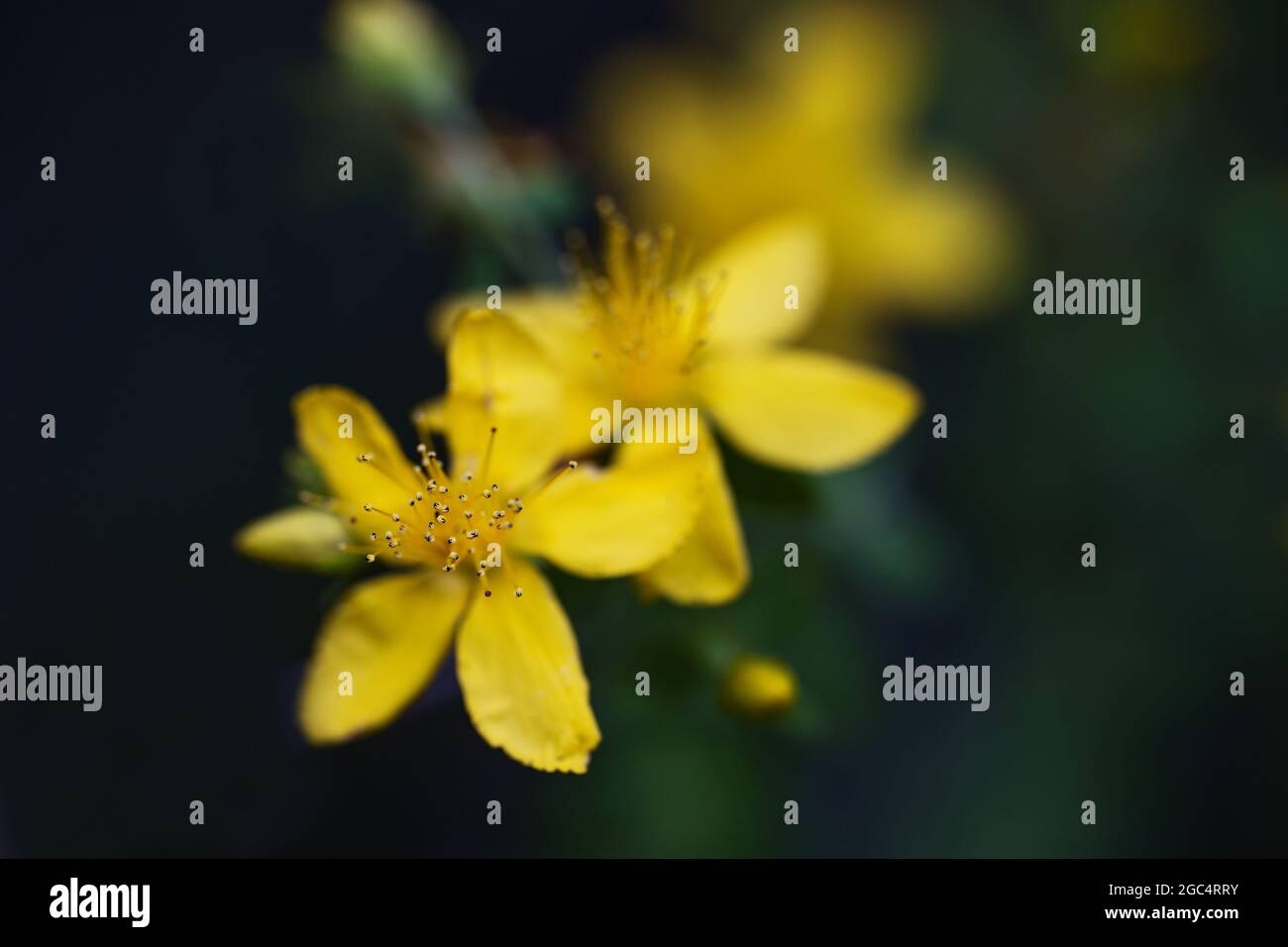 Macrofotografia astratta di stamen nel fiore giallo di Hypericum perforatum (S. John's Wort), un'erba medica selvatica in crescita, sfondo scuro con copia Foto Stock