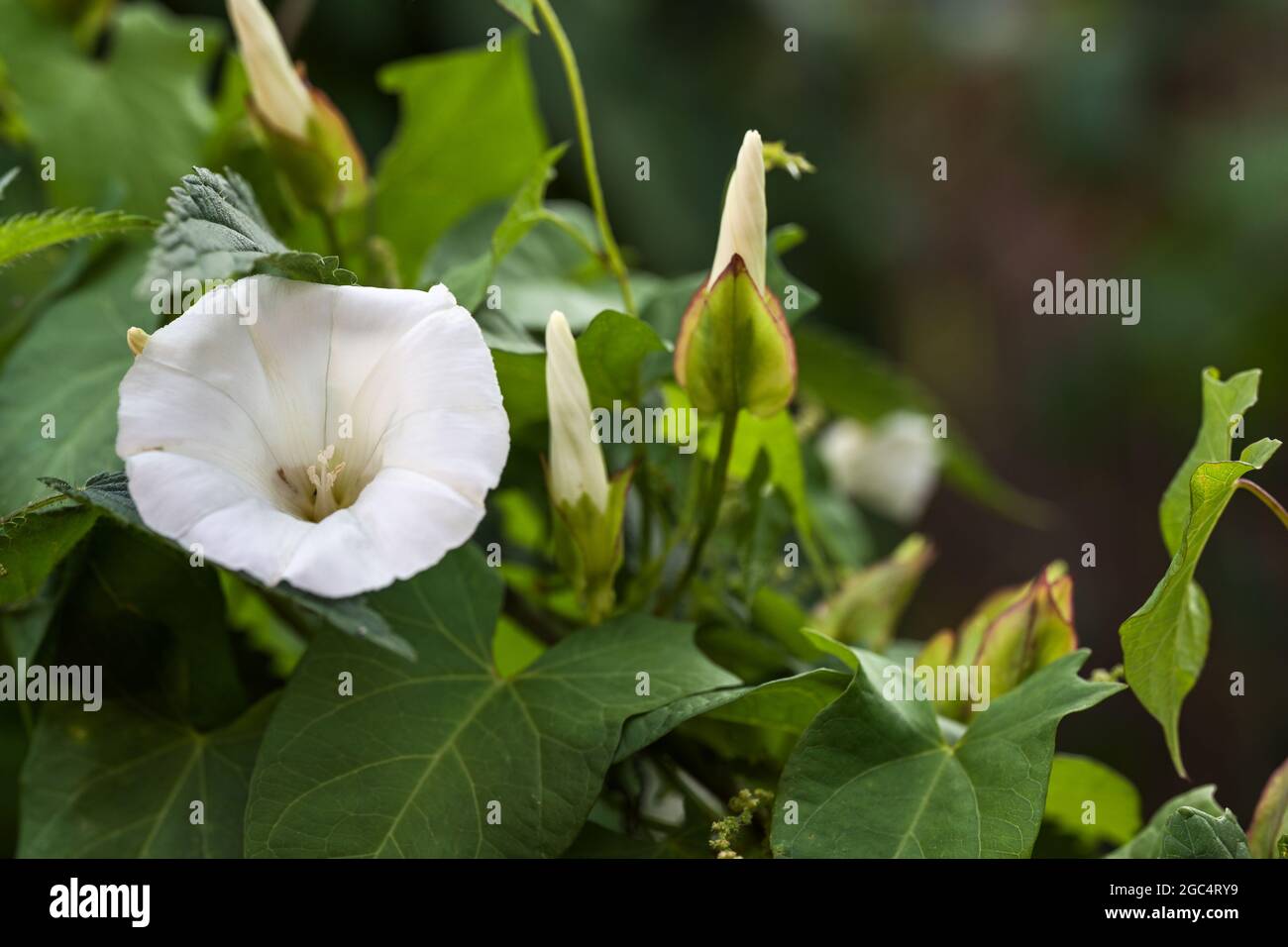Tromba bianca fiore, gemme e foglie della siepe bindweed (Calistegia sepium) un persistente erbaccia perenne che si inonda intorno ad altre piante, copia spac Foto Stock