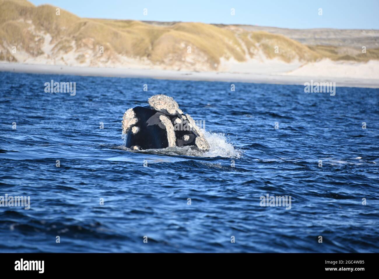 Southern Right whale Foto Stock