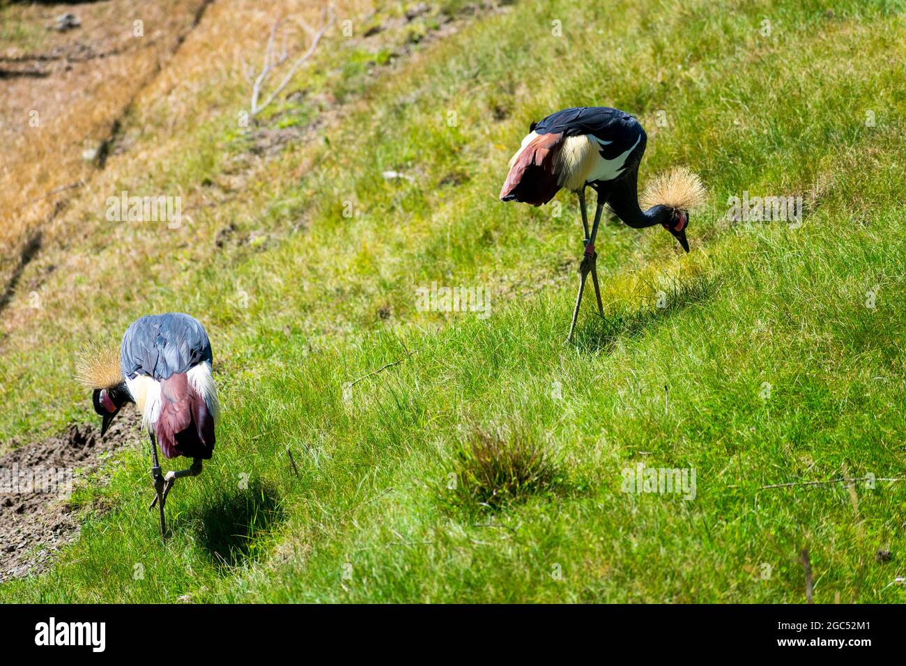 Due gru coronate dell'Africa occidentale sono alla ricerca di cibo su prato verde. Foto Stock