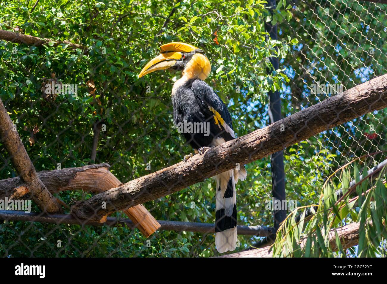 La grande Hornbill si trova sul tronco dell'albero dietro la recinzione. Foto Stock
