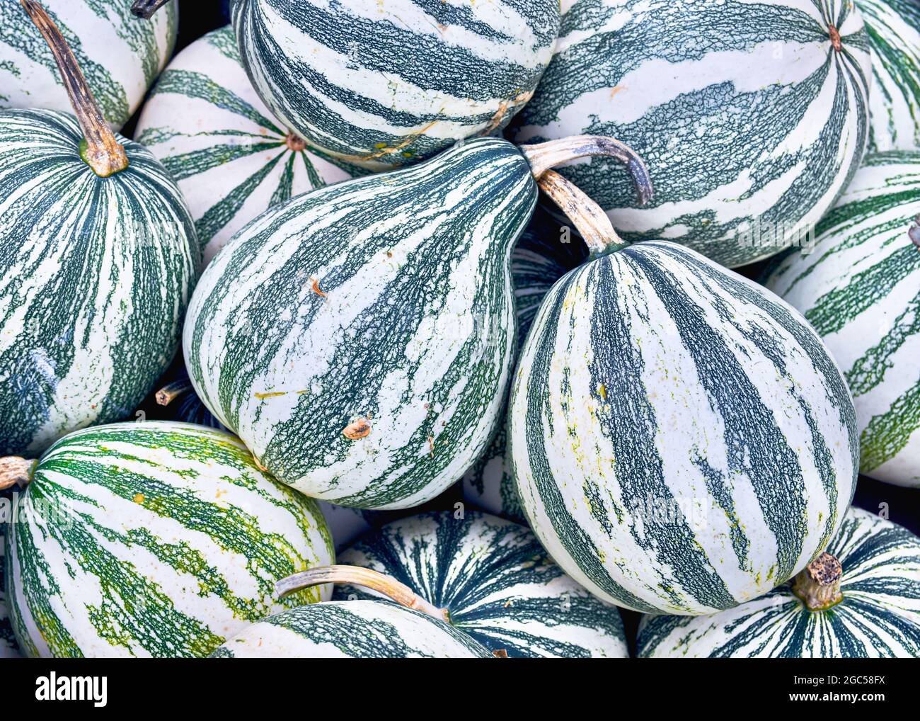 Una collezione di squash in argento con il suo caratteristico motivo a strisce verdi e bianche. Primo piano. Foto Stock