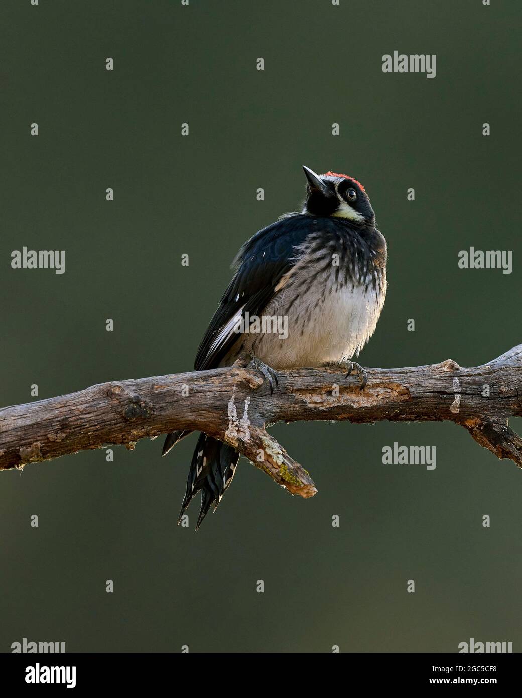 Pecker (Melanerpes formicivorus) Sacramento County California USA Foto Stock