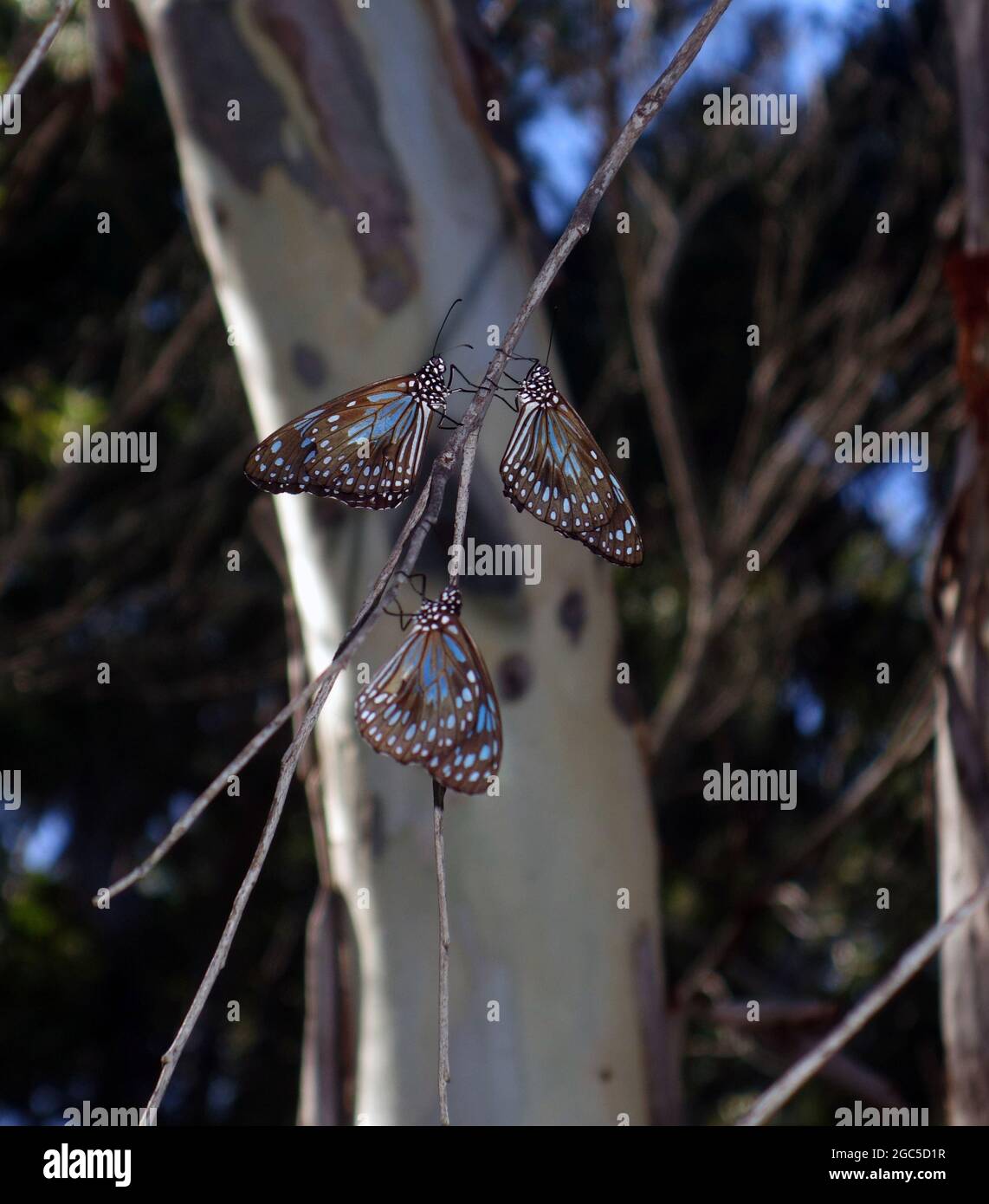 Farfalle migratorie blu delle tigri (Tirumala limniace), Isola di Keswick, Whitsunday Islands National Park, Queensland, Australia Foto Stock