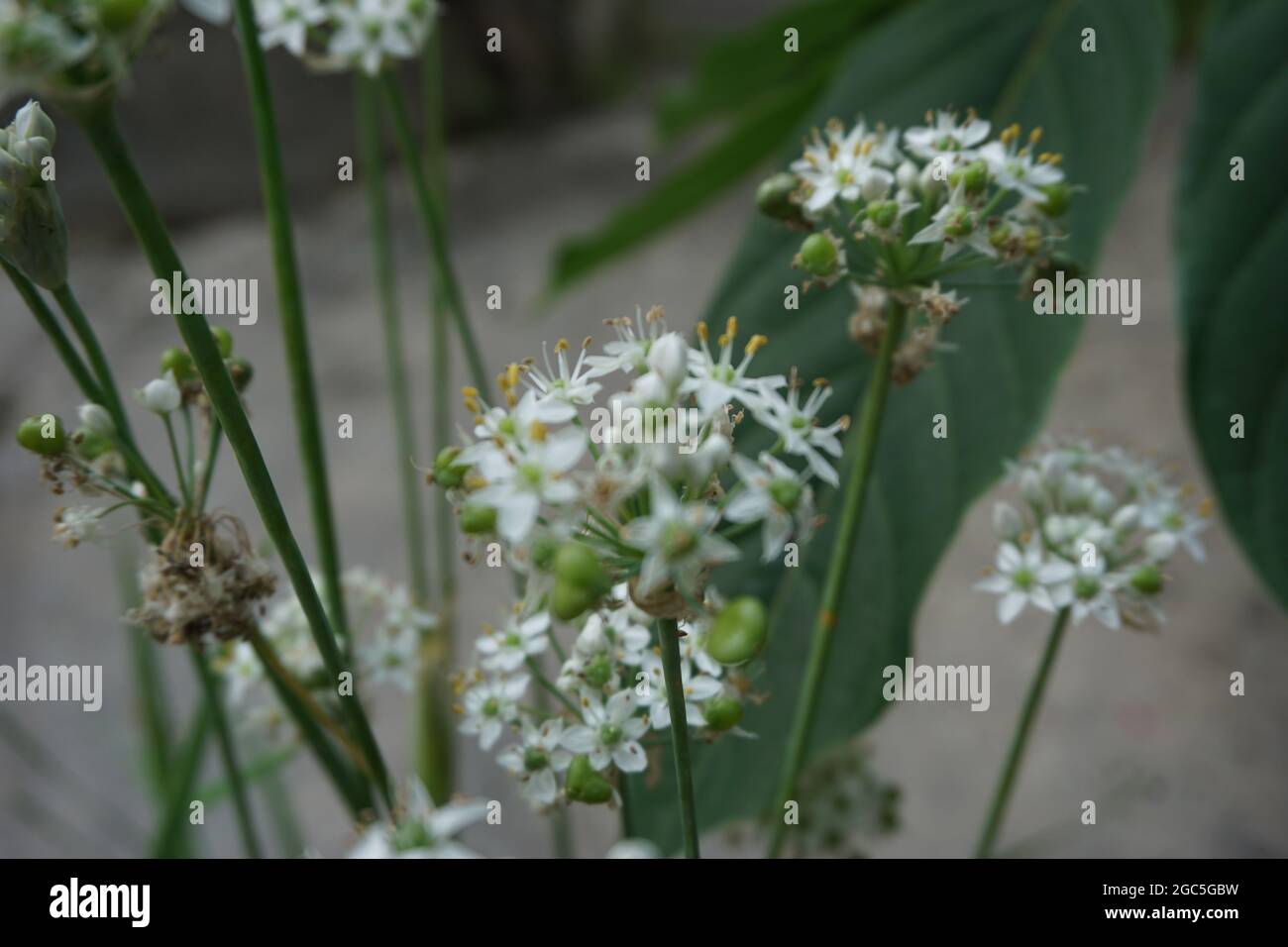 Allium tuberosum (aglio, aglio orientale, erba cipollina asiatica, erba cipollina cinese, porro cinese, kecai, kucai) con sfondo naturale. Tuberosum allio Foto Stock