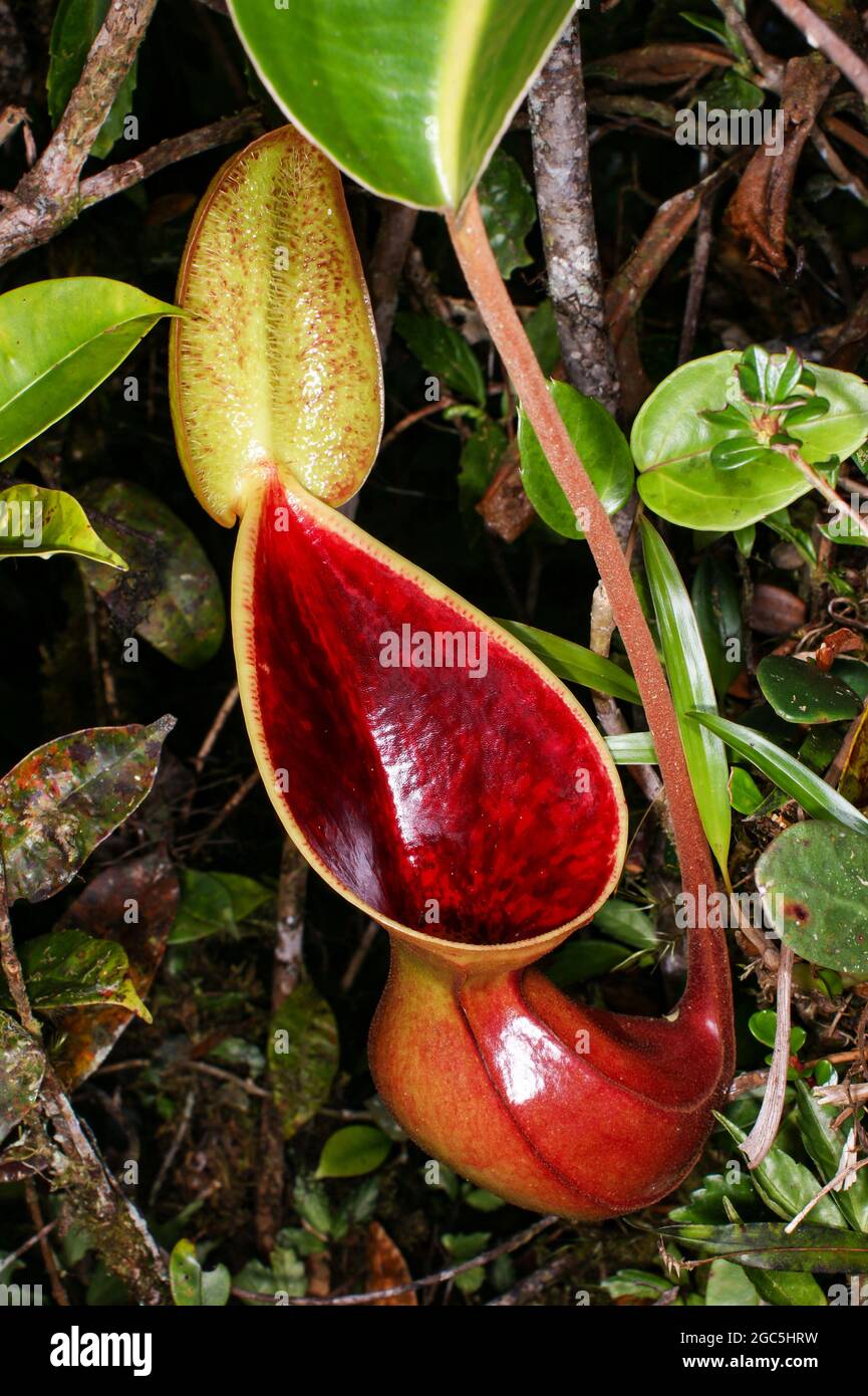 Lanciatore della pianta carnivora del lanciatore Nepenthes lowii, Borneo, Malesia Foto Stock