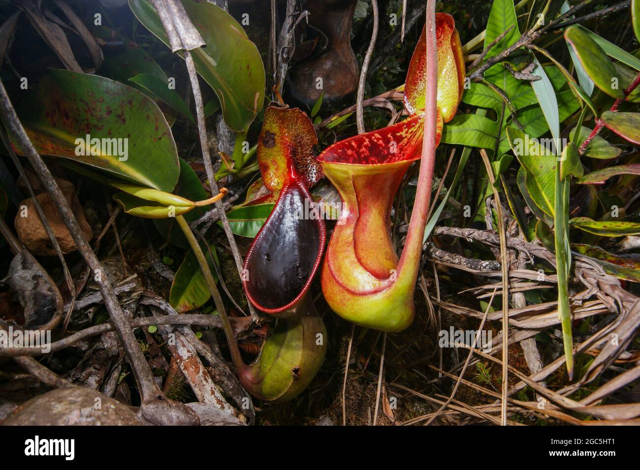 Due carnitrici della pianta carnivora di nepenthes lowii, Borneo, Malesia Foto Stock