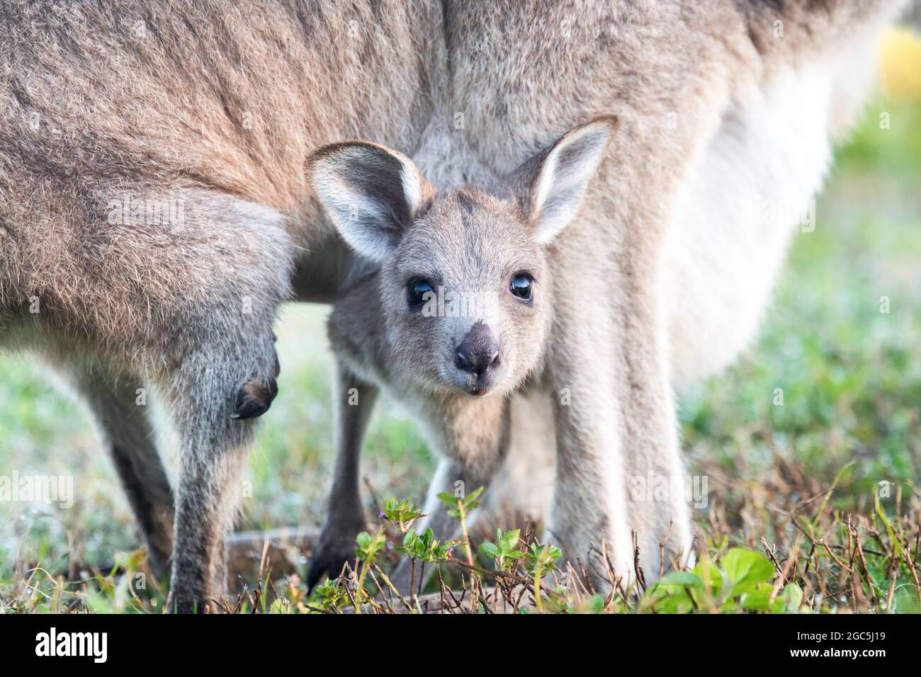Primo piano della testa di joey mentre si trova nel sacchetto della madre che guarda verso l'alto. Foto Stock