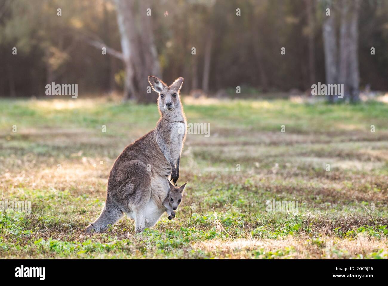 Kangaroo con joey nella sua custodia guardando la macchina fotografica alla luce del mattino in aperta macchia. Foto Stock