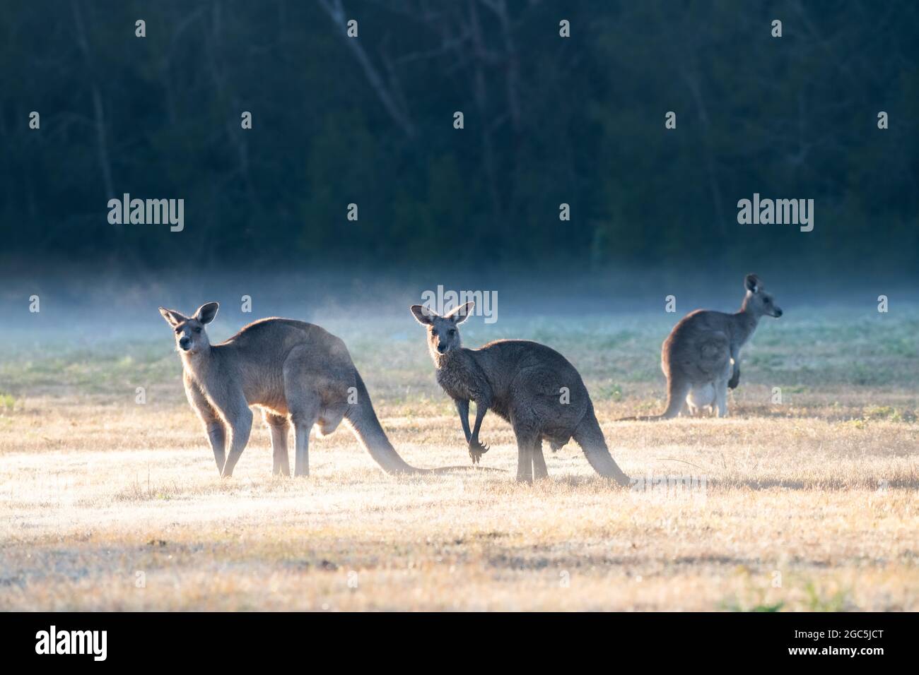 Tre canguri in piedi in una terra aperta su una mattina invernale nebbiosa. Foto Stock