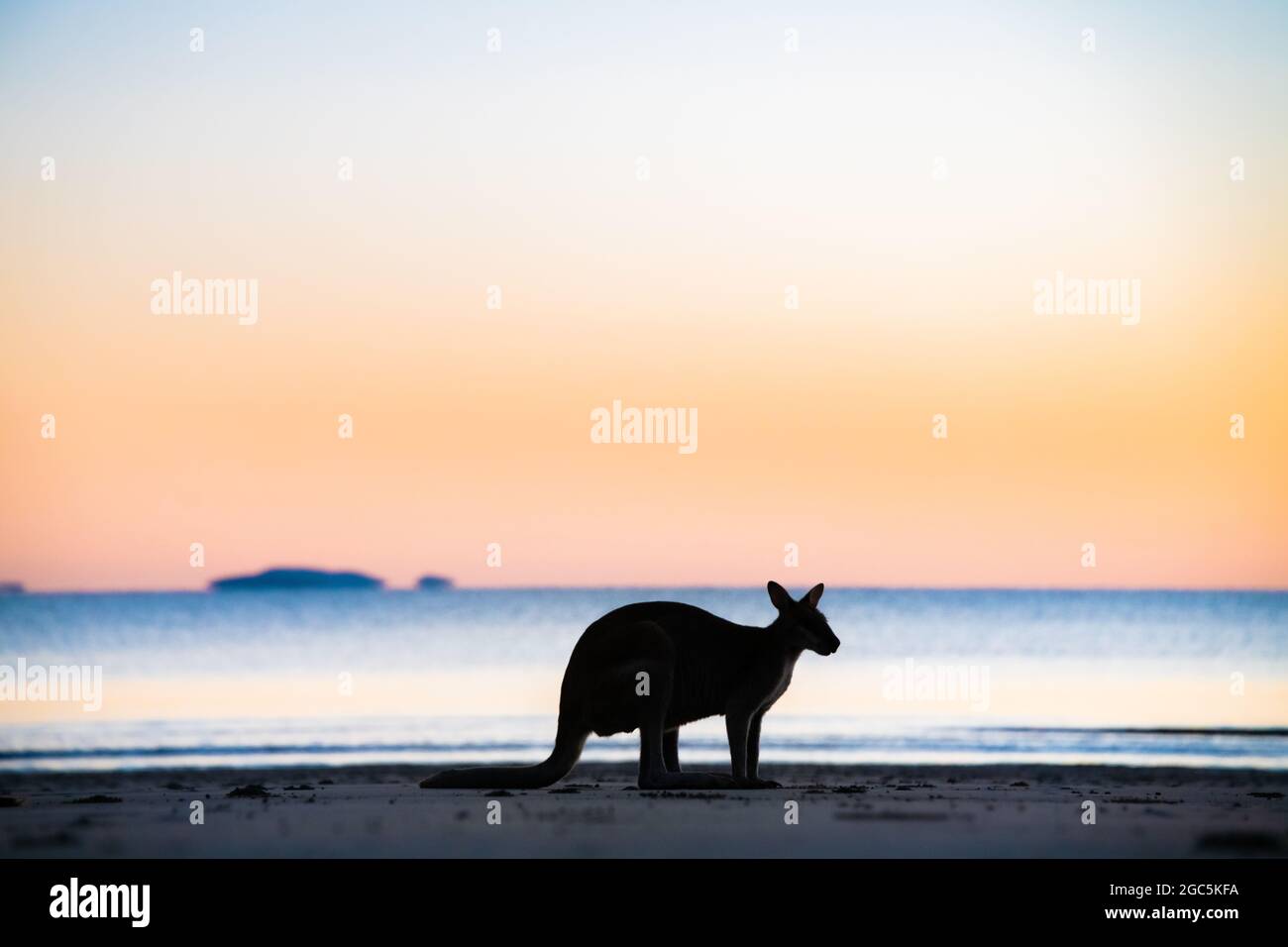 Silhouette di un wallaby che guarda in su con i colori dell'alba dietro esso. Foto Stock