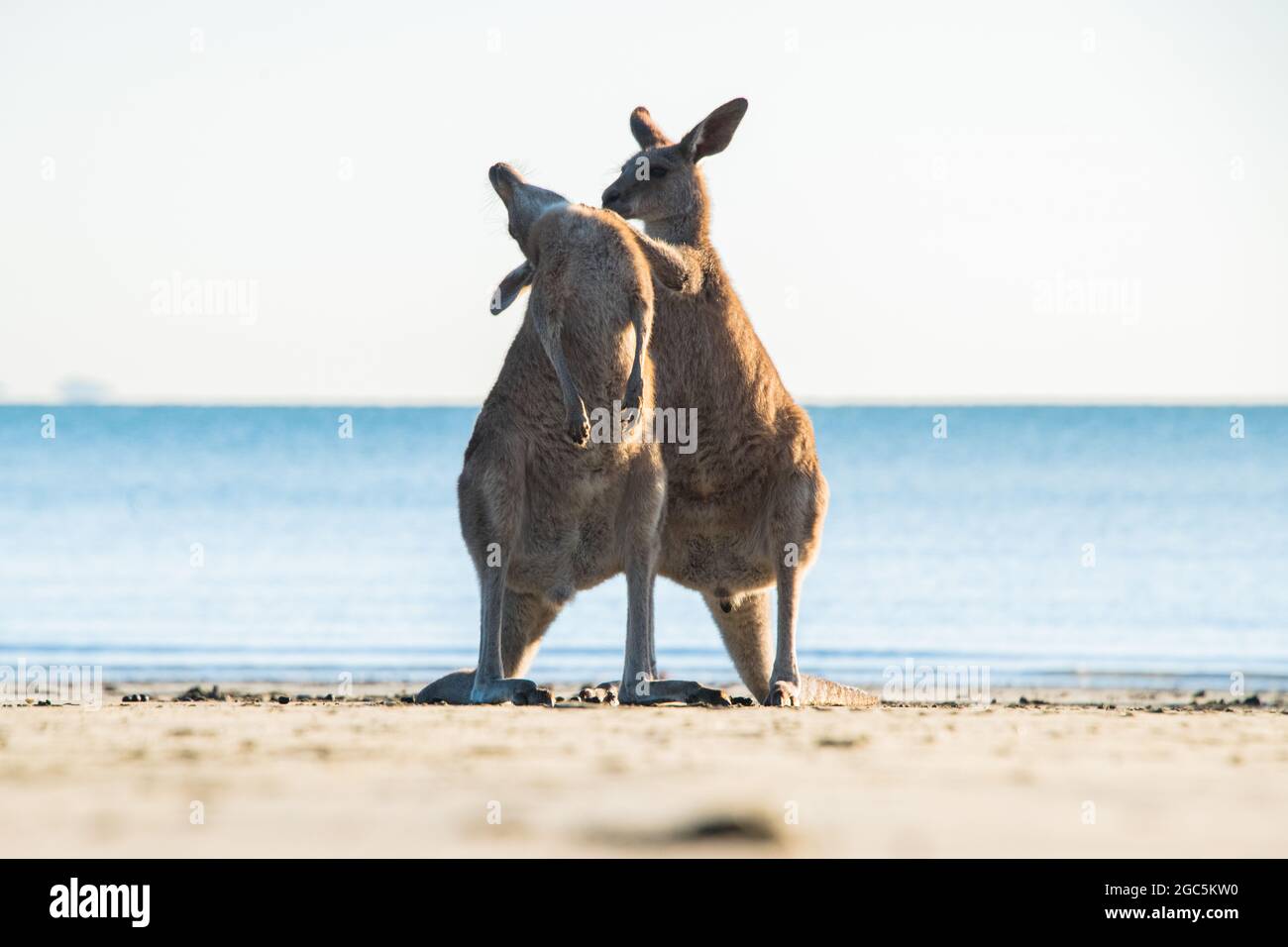 Un canguro che dà all'altro un graffio sulla spiaggia con l'oceano dietro di loro. Foto Stock