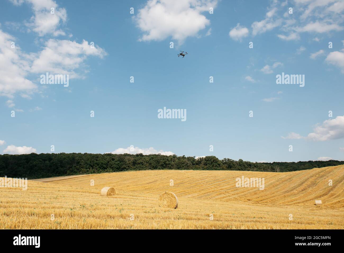 Le balle di fieno si arrotolano in campi coltivati dopo la raccolta del grano, giorno estivo torbido. Rotoli di paglia sul campo di grano. Foto Stock
