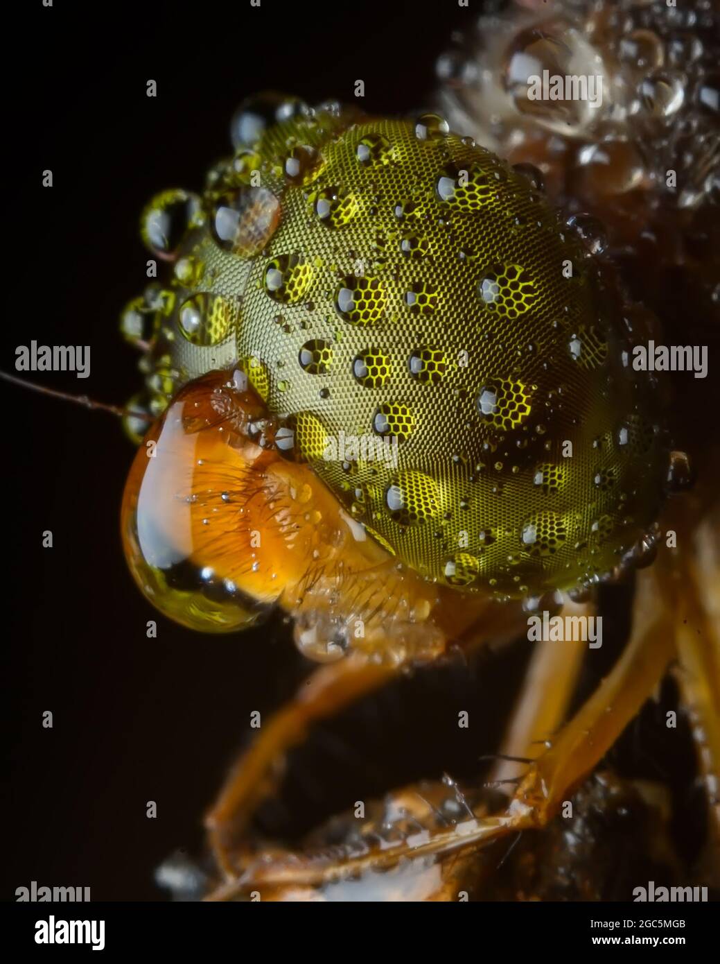 Dragonfly è un insetto appartenente all'ordine Odonata Foto Stock