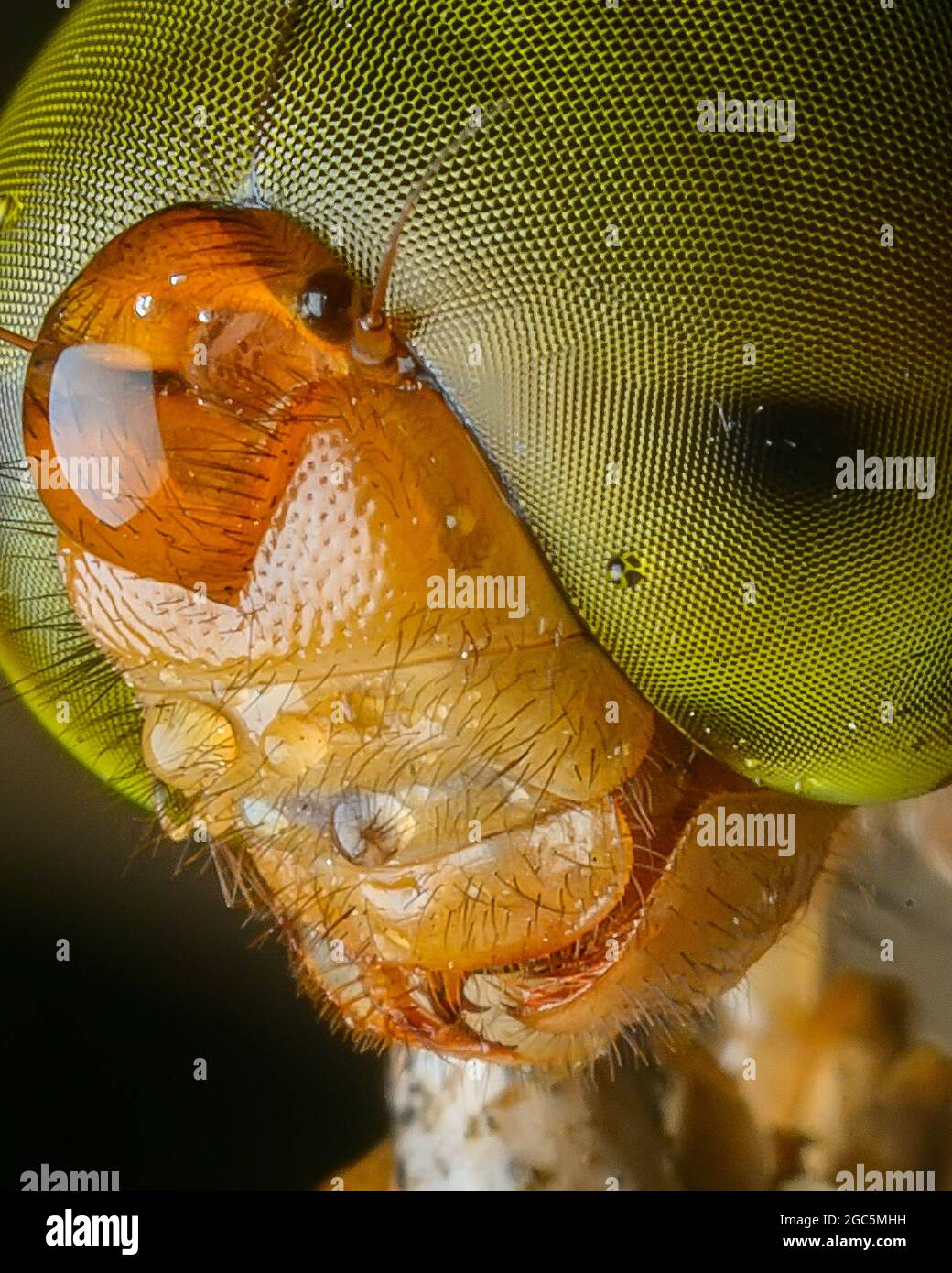 Dragonfly è un insetto appartenente all'ordine Odonata Foto Stock