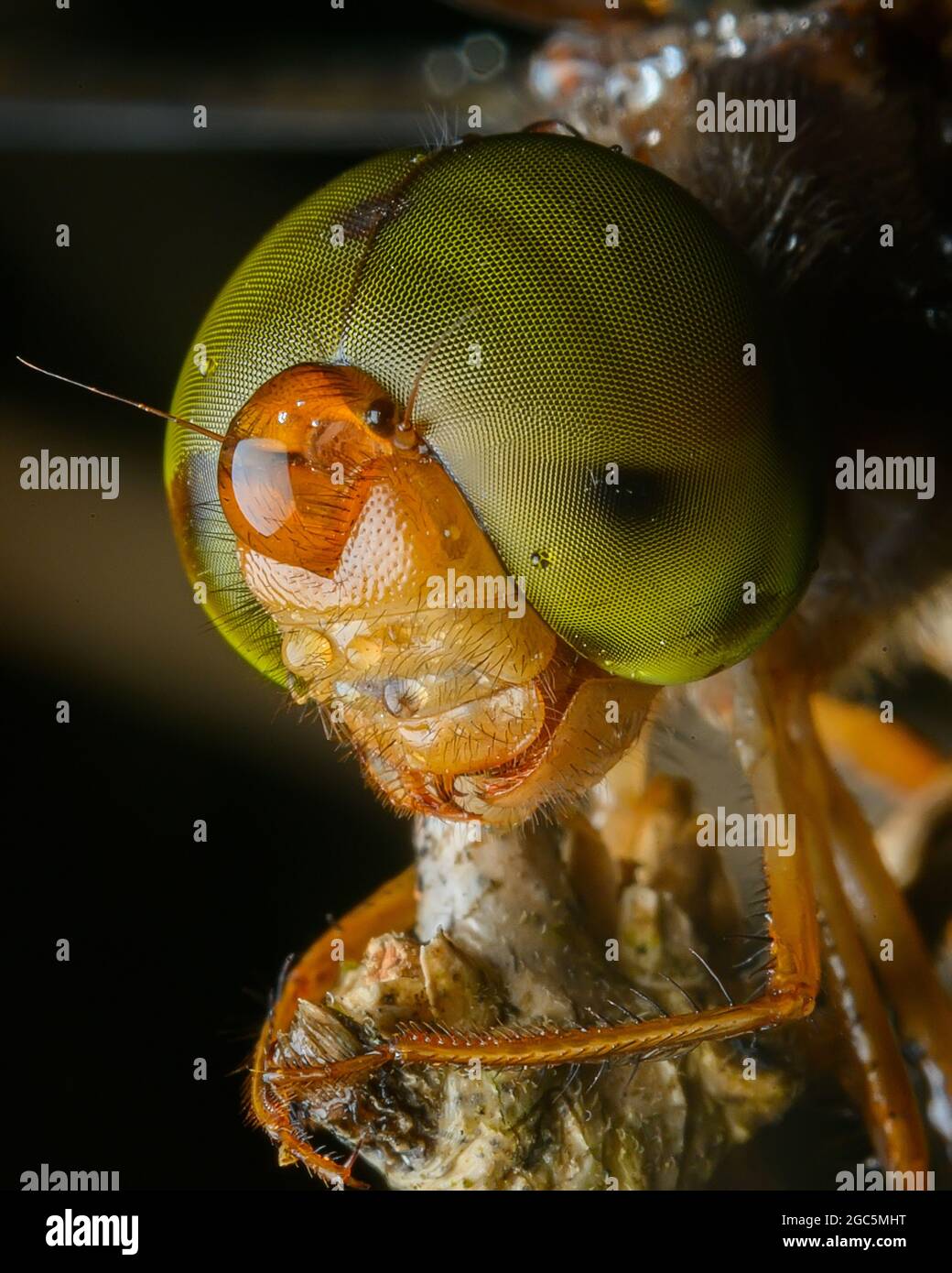 Dragonfly è un insetto appartenente all'ordine Odonata Foto Stock