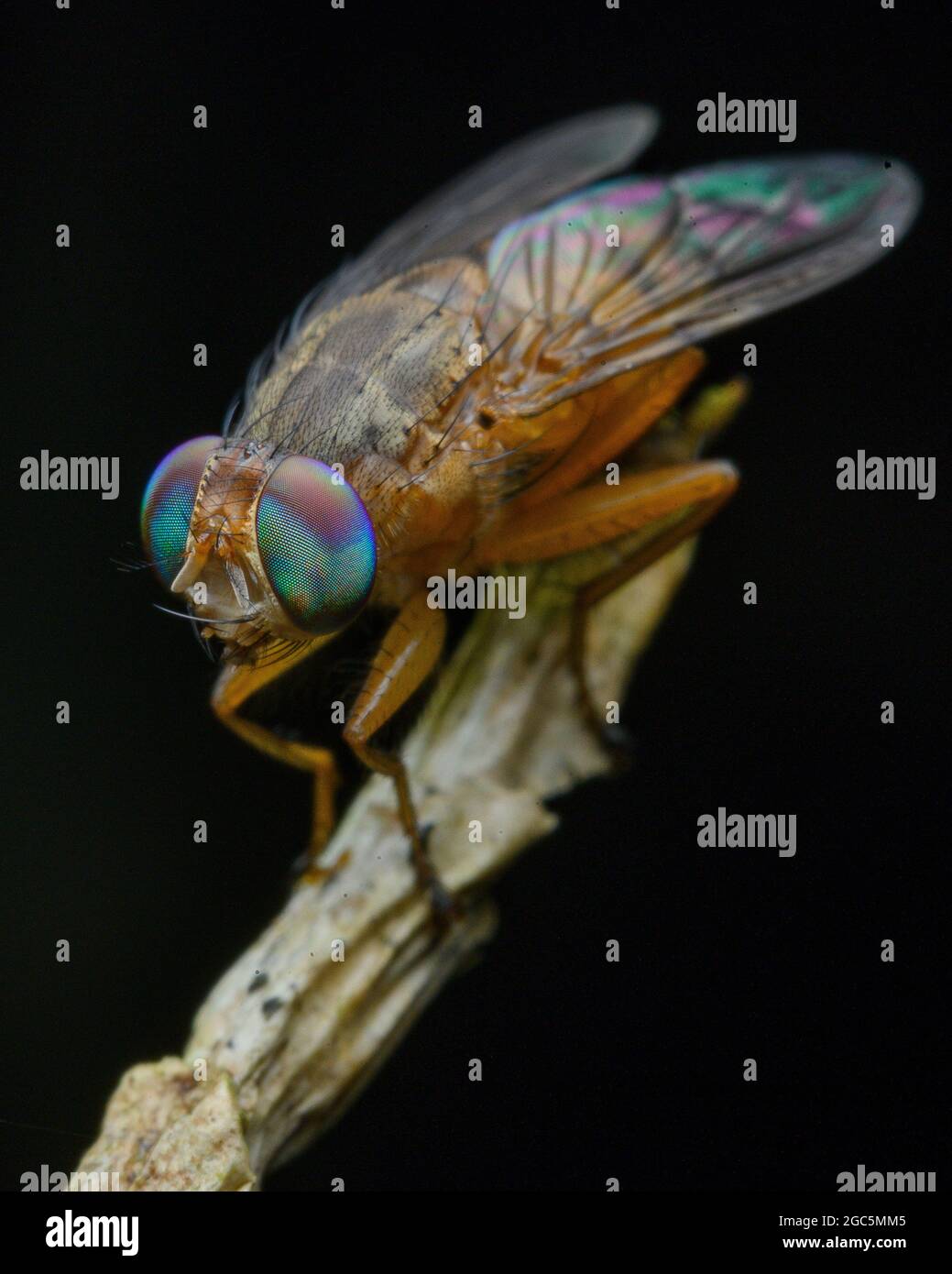 Vola con il colore dorato Foto Stock