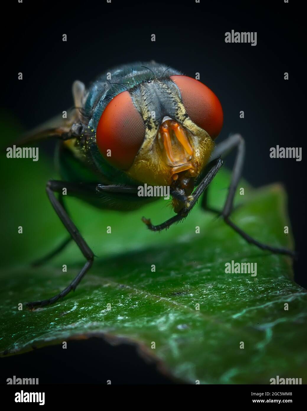 Chrysomya megacephala o mosca latrina orientale Foto Stock