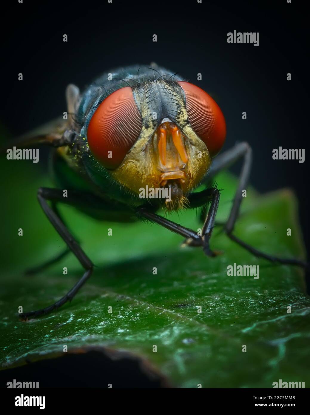Chrysomya megacephala o mosca latrina orientale Foto Stock