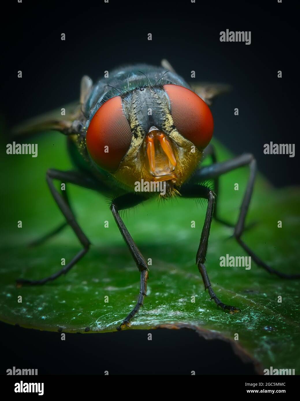 Chrysomya megacephala o mosca latrina orientale Foto Stock
