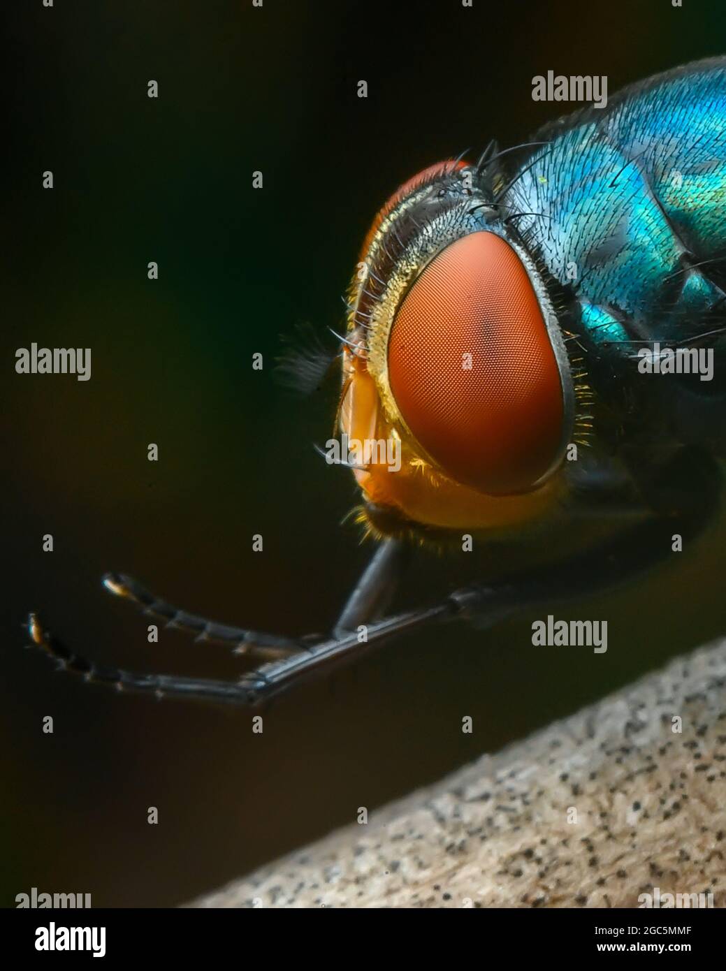 Chrysomya megacephala o mosca latrina orientale Foto Stock