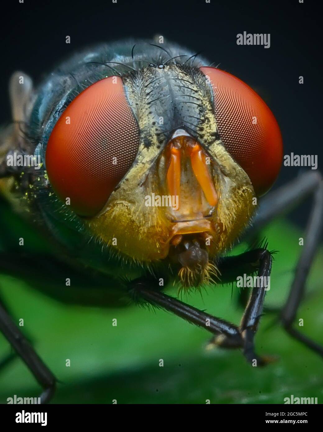 Chrysomya megacephala o mosca latrina orientale Foto Stock