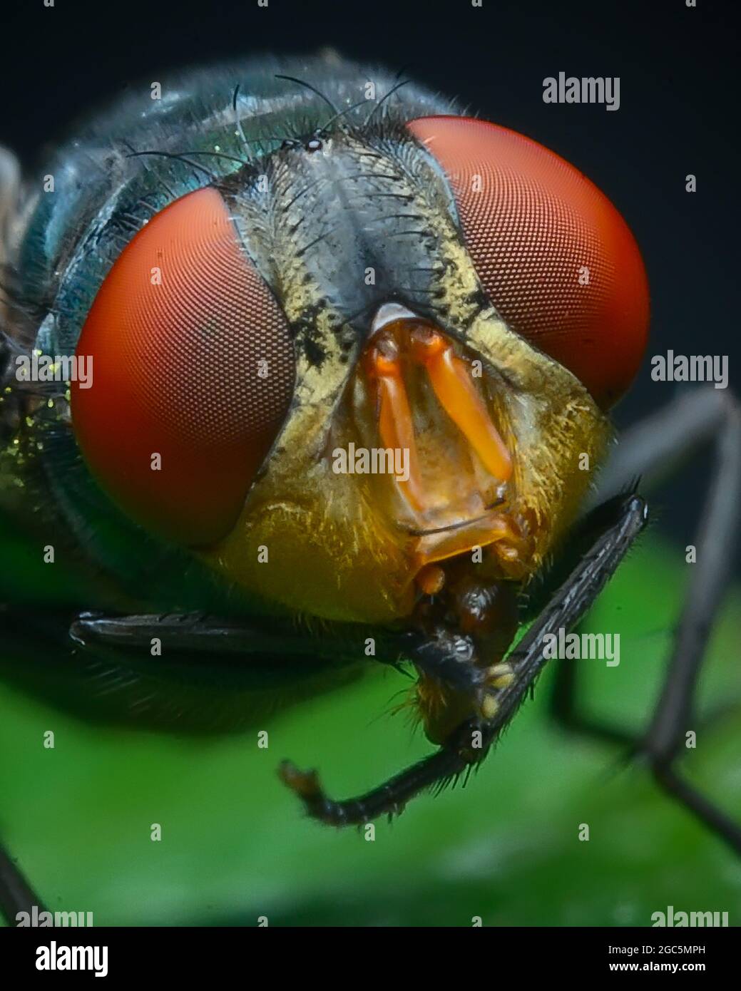 Chrysomya megacephala o mosca latrina orientale Foto Stock