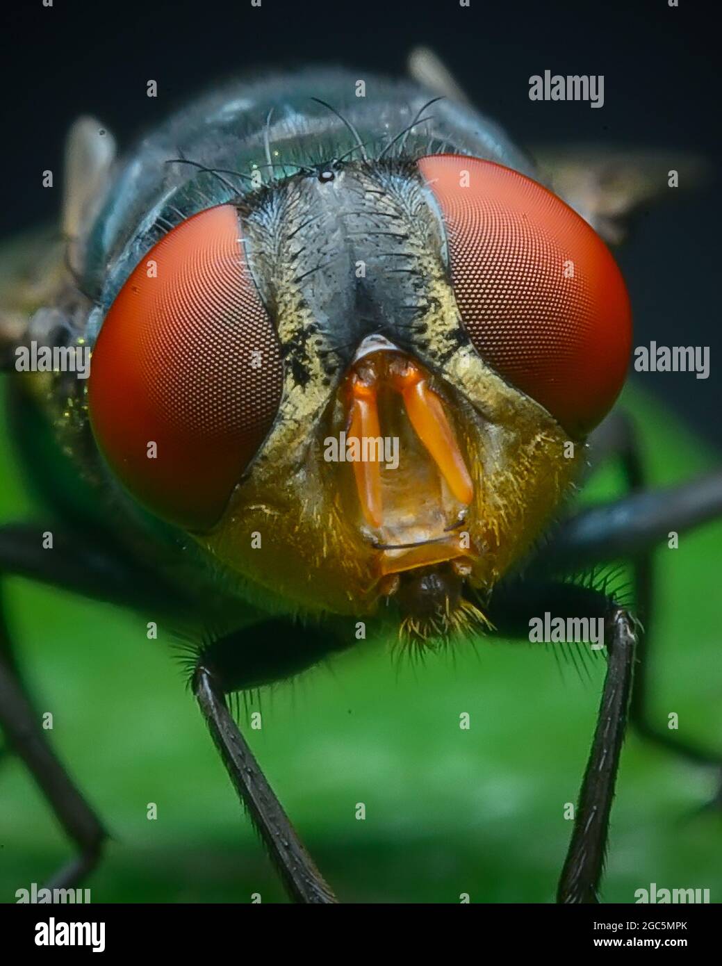 Chrysomya megacephala o mosca latrina orientale Foto Stock