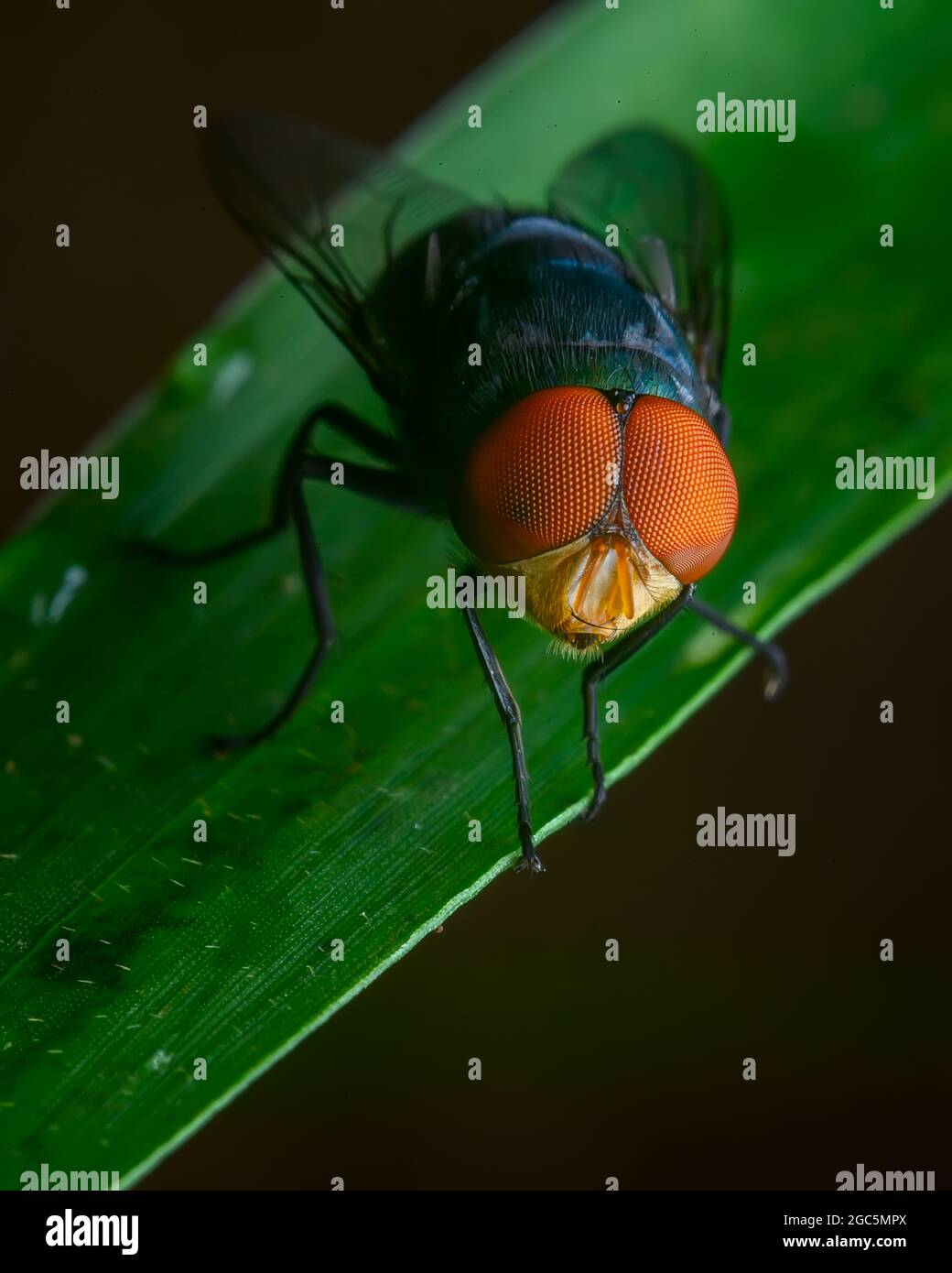 Chrysomya megacephala o mosca latrina orientale Foto Stock
