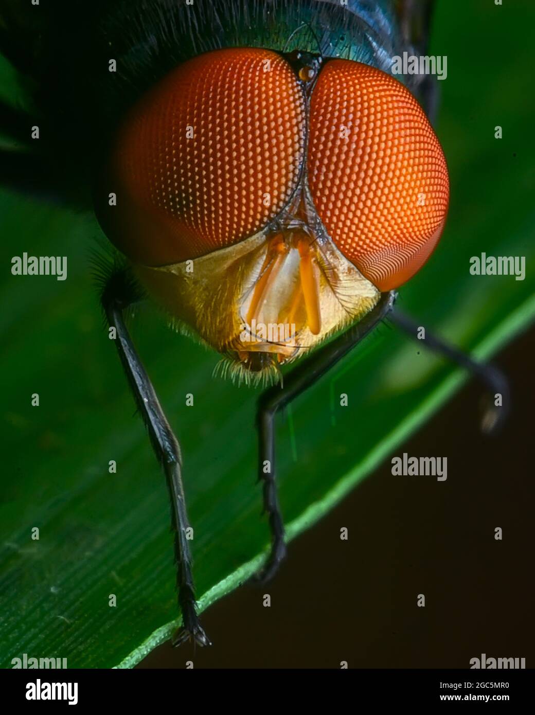 Chrysomya megacephala o mosca latrina orientale Foto Stock