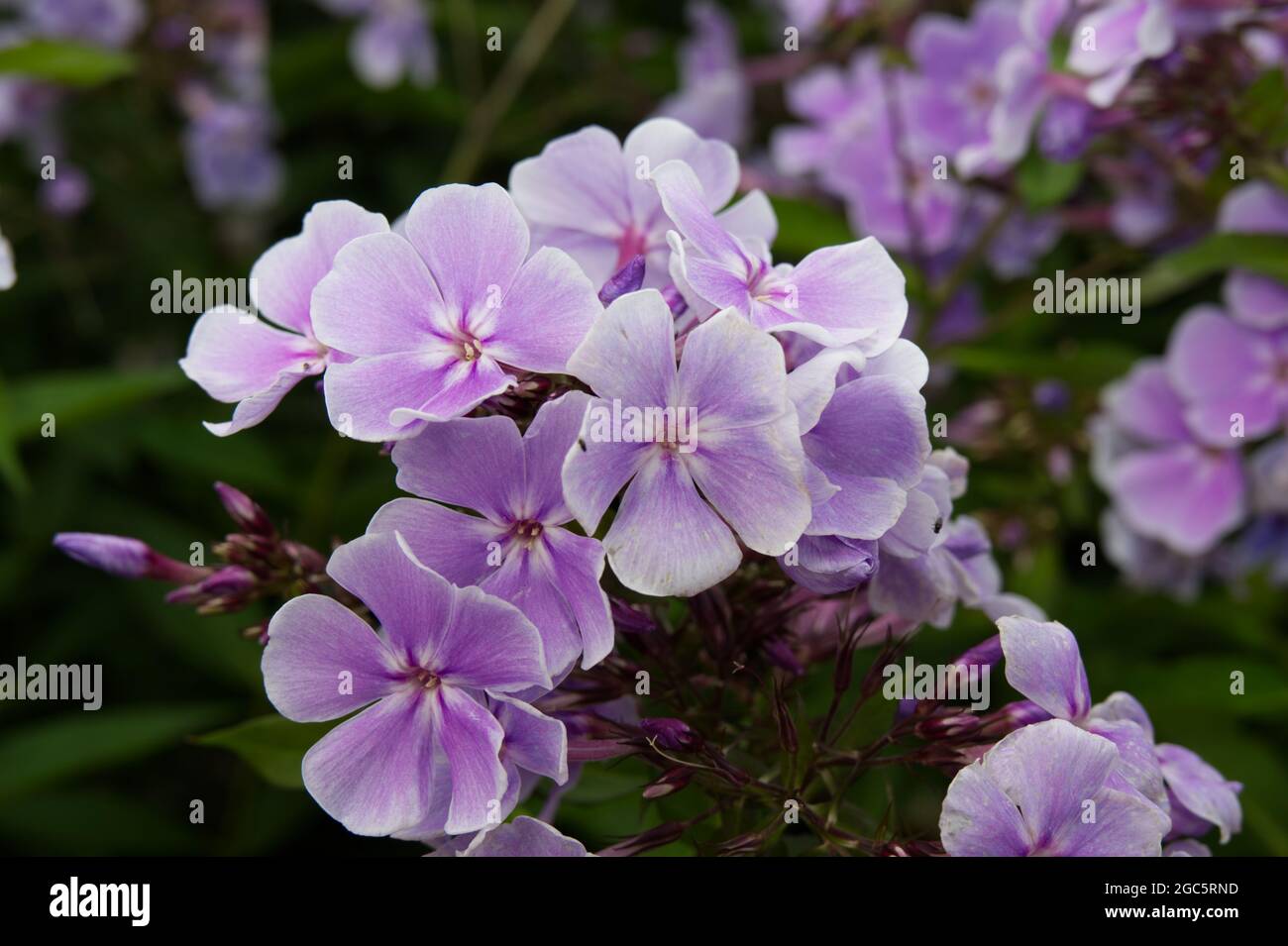 Pianta perenne fiorita rosa Phlox paniculata 'Franz Schubert' estate agosto Regno Unito Foto Stock