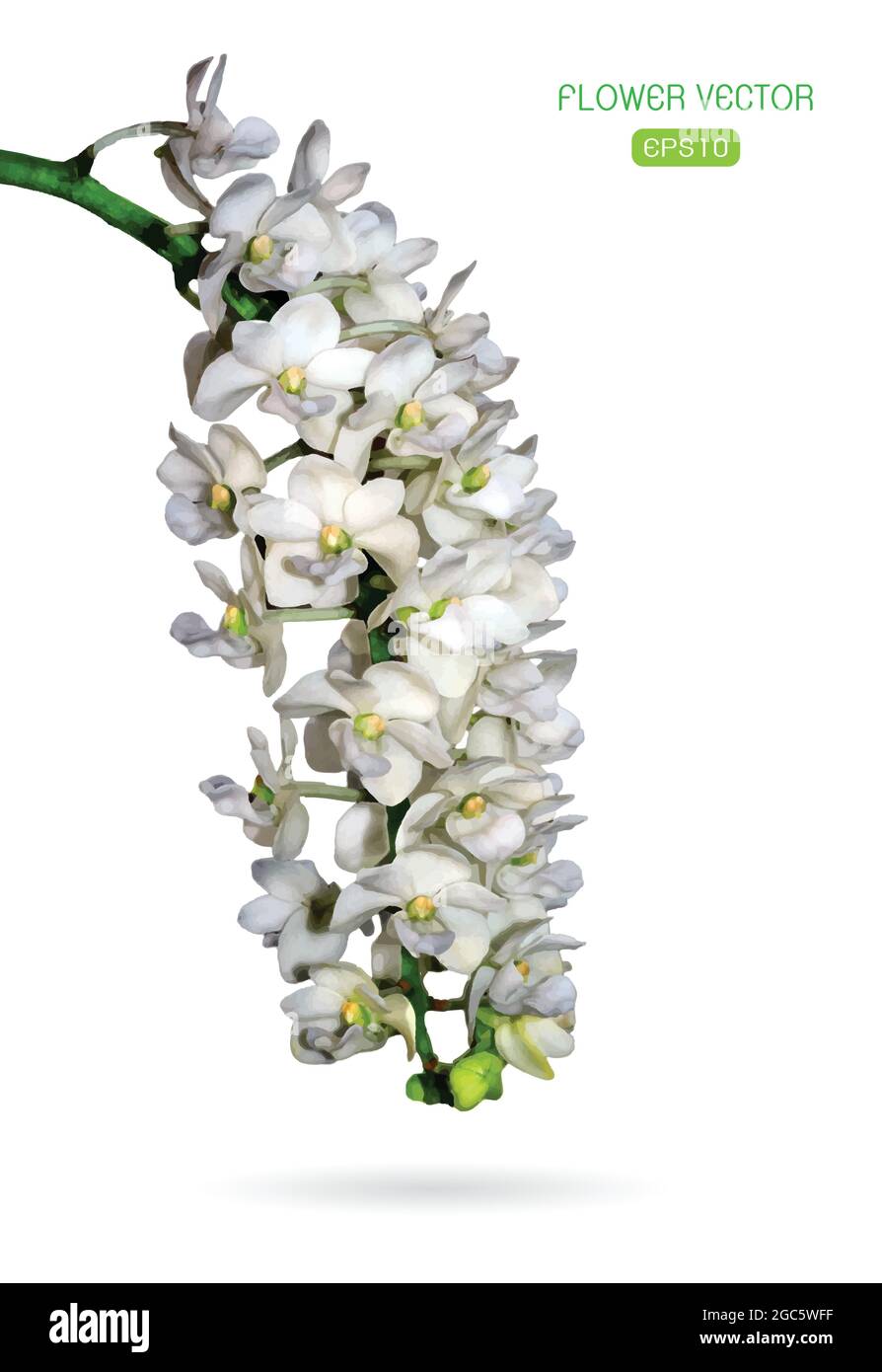 Immagine vettoriale del fiore dell'orchidea su sfondo bianco Illustrazione Vettoriale
