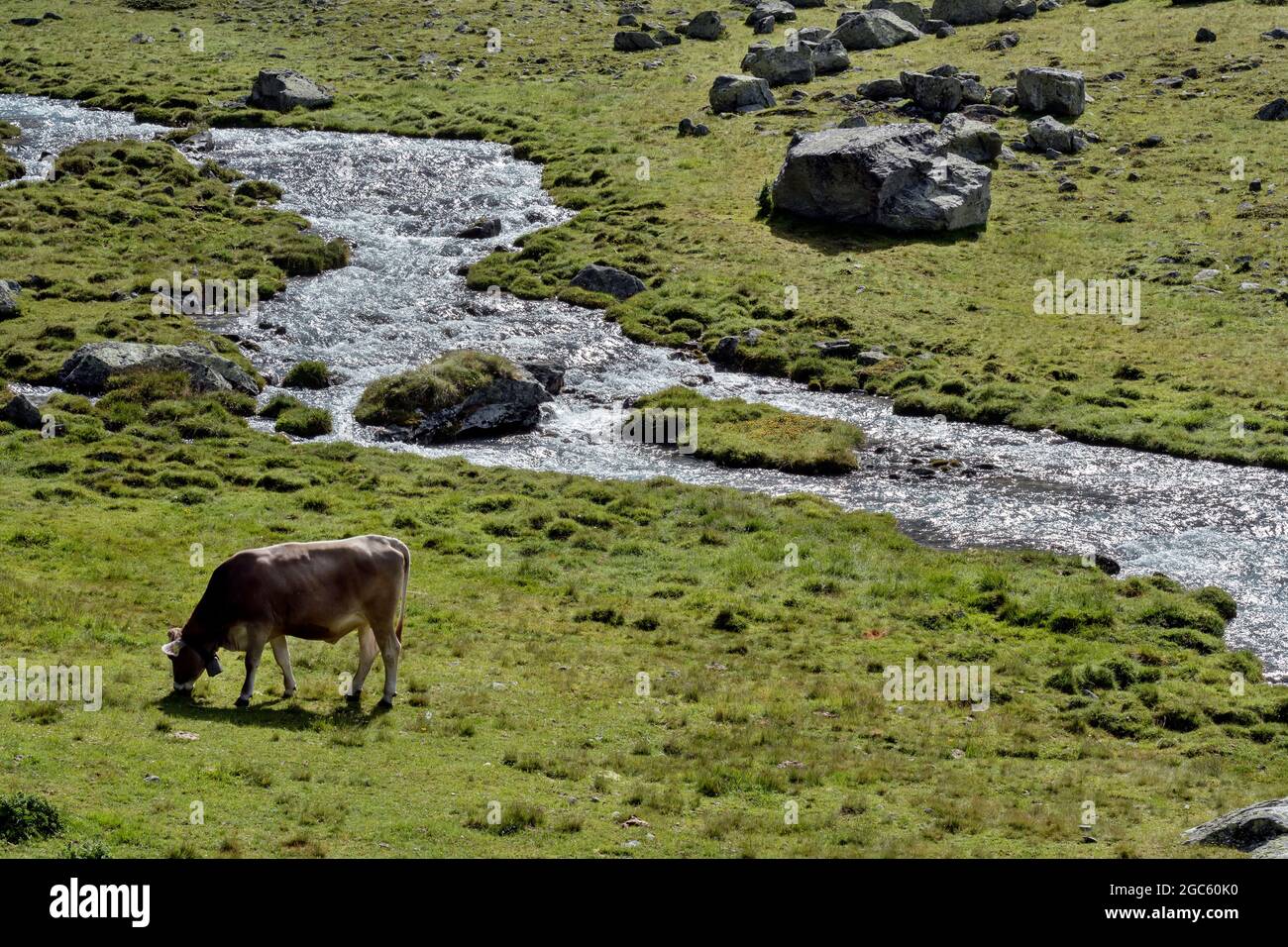 Mucche, Val Venosta, Italia Foto Stock