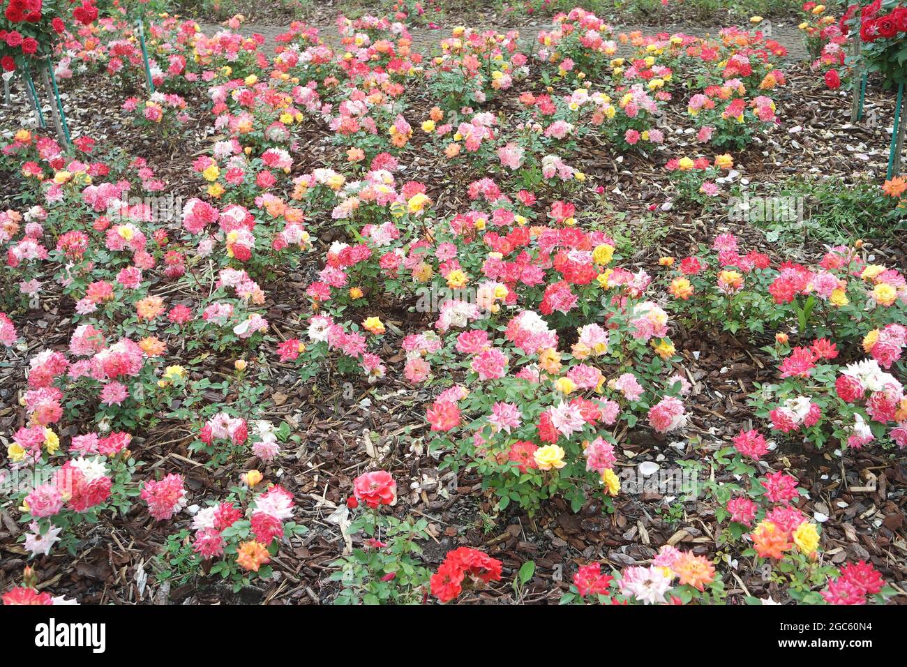 Fiori di rosa Rumba multicolore in giardino Foto Stock