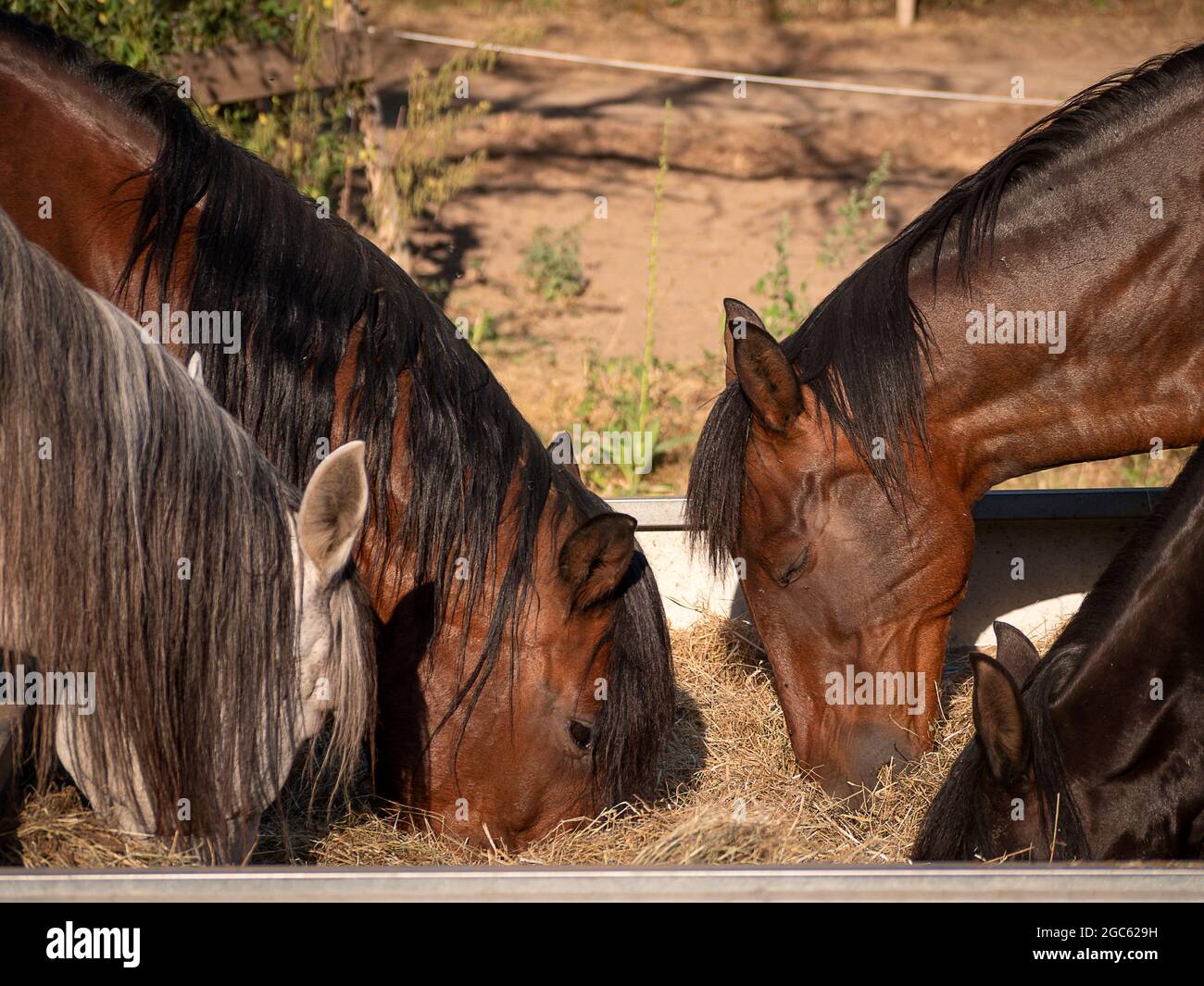 Gruppo di cavalli andalusi che mangiano fieno da un alimentatore di grano e fieno. Foto Stock