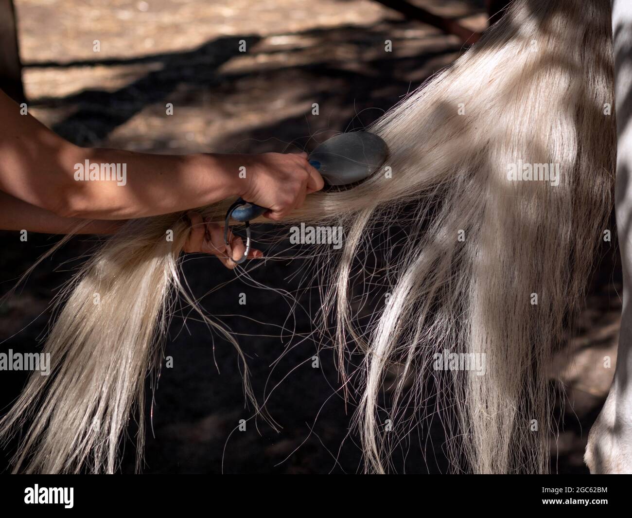 Primo piano del braccio femminile che pettina la coda di un cavallo andaluso bianco. Foto Stock