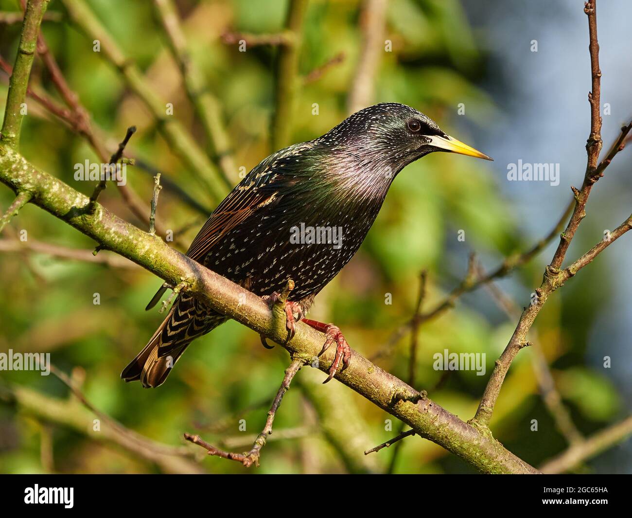 Starling (Sturnus valgaris) Foto Stock