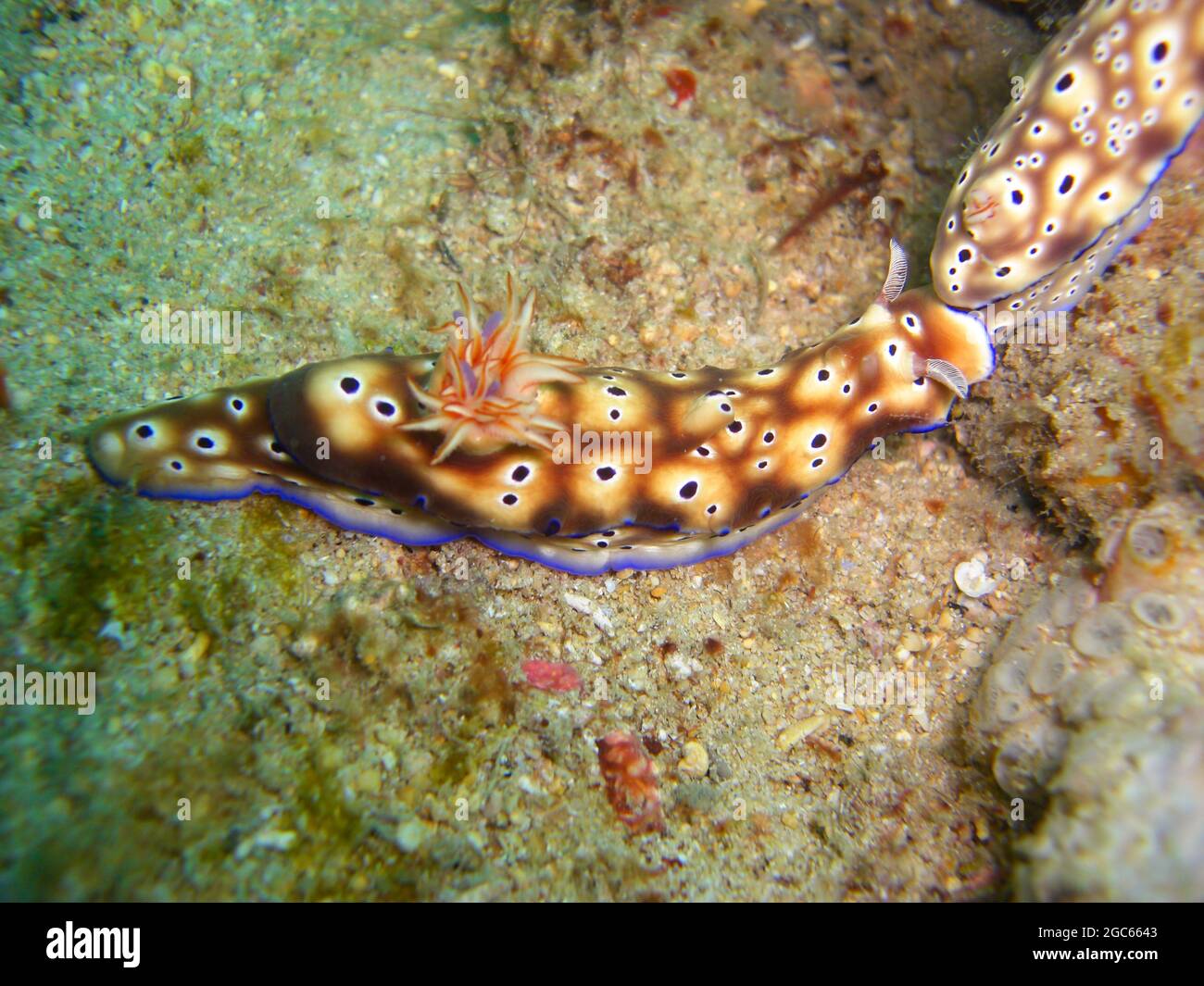 Sea Slug o nudibrambranch (Hypselodoris Trioni) a terra nel mare filippino 28.11.2012 Foto Stock