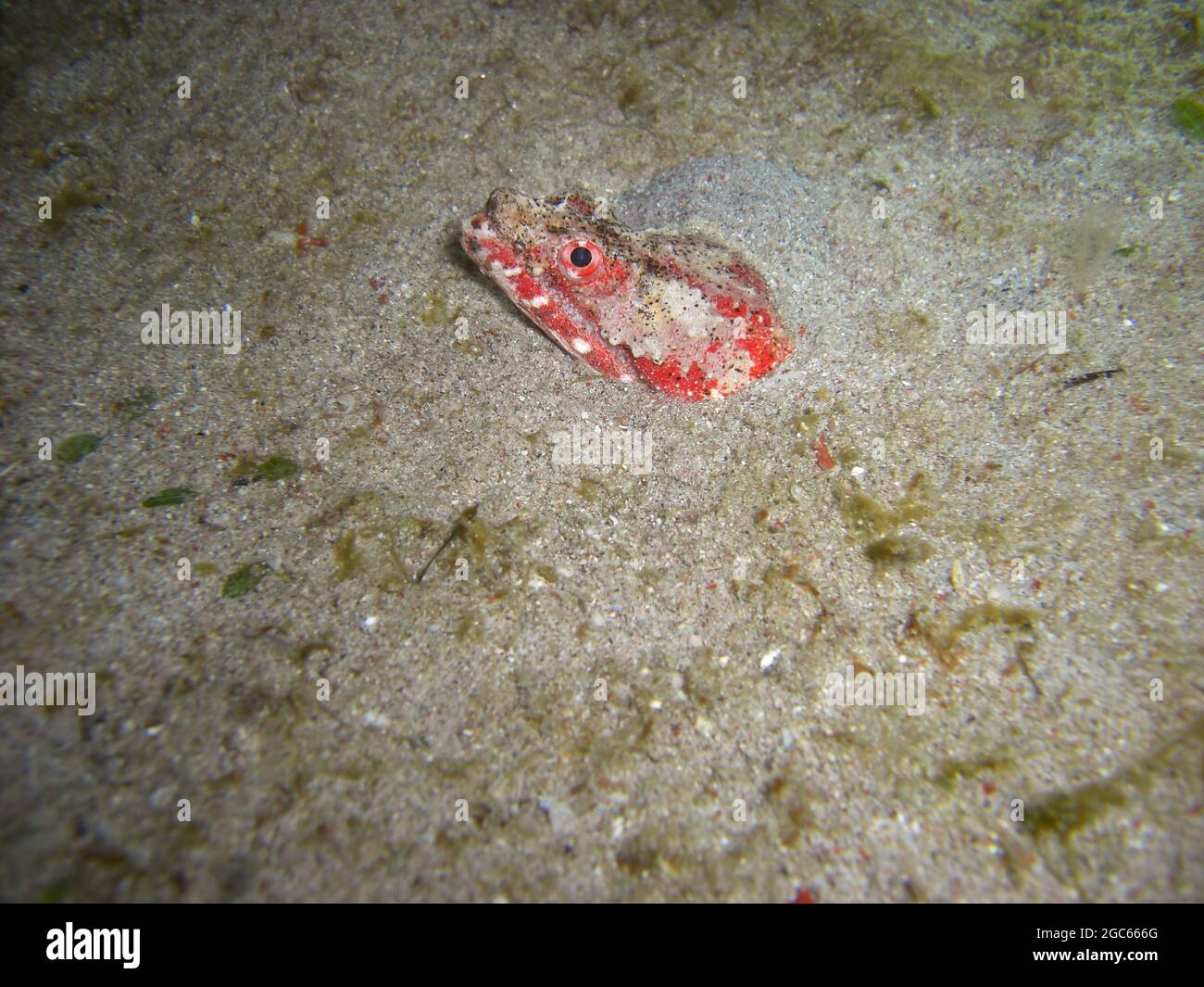 L'Eel di serpente di Stargazer (Brachysomophis Cirrocheilos) sporge nel mare filippino 22.10.2012 Foto Stock